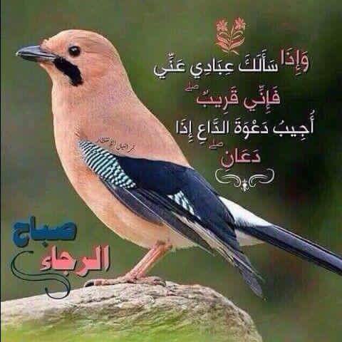 HayamSh1's tweet photo. https://t.co/6PalBY0eav