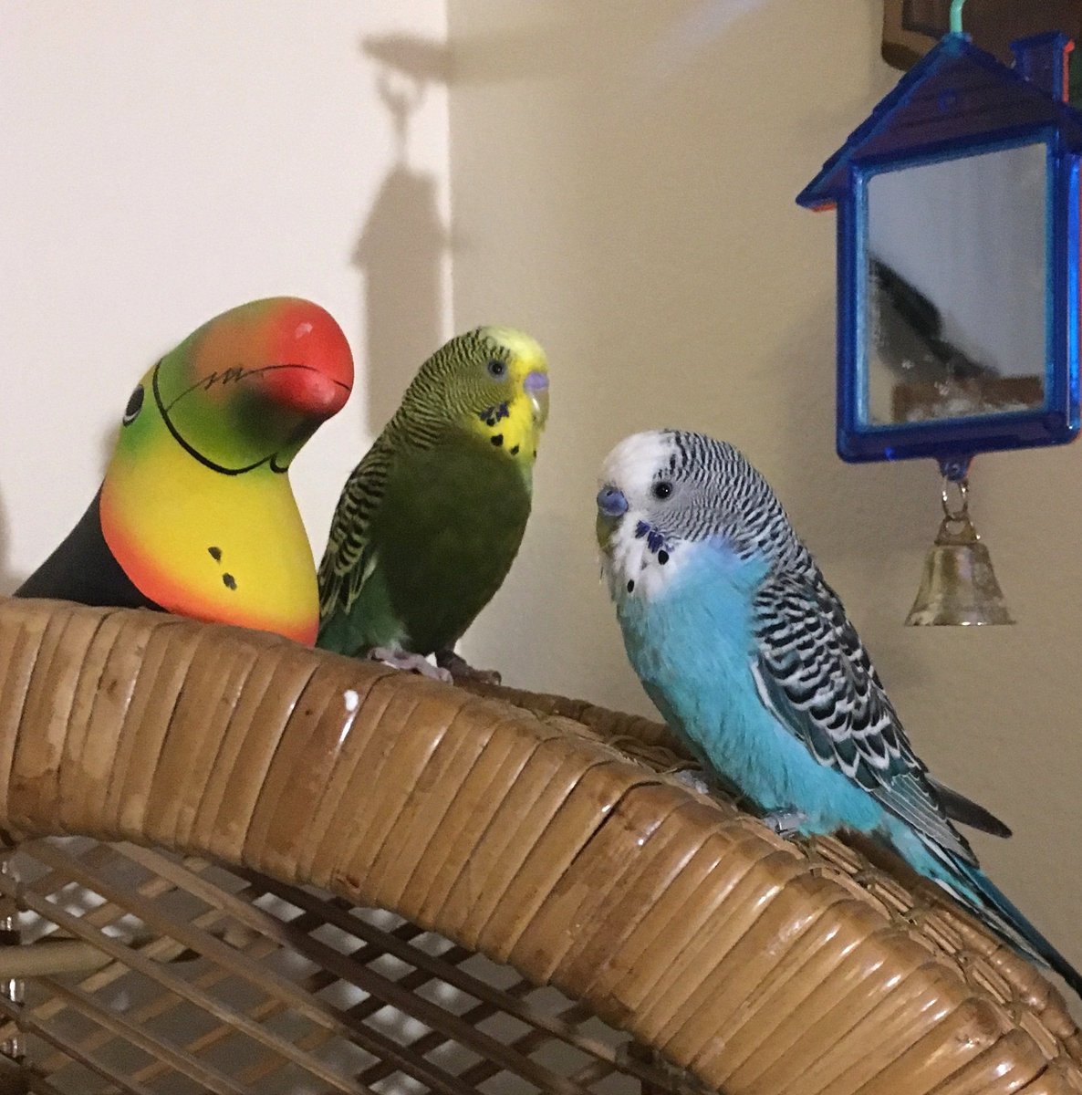 willyparakeet's tweet photo. Lil Wil, Blu and.. a Tou https://t.co/lVP7Q7I3nl