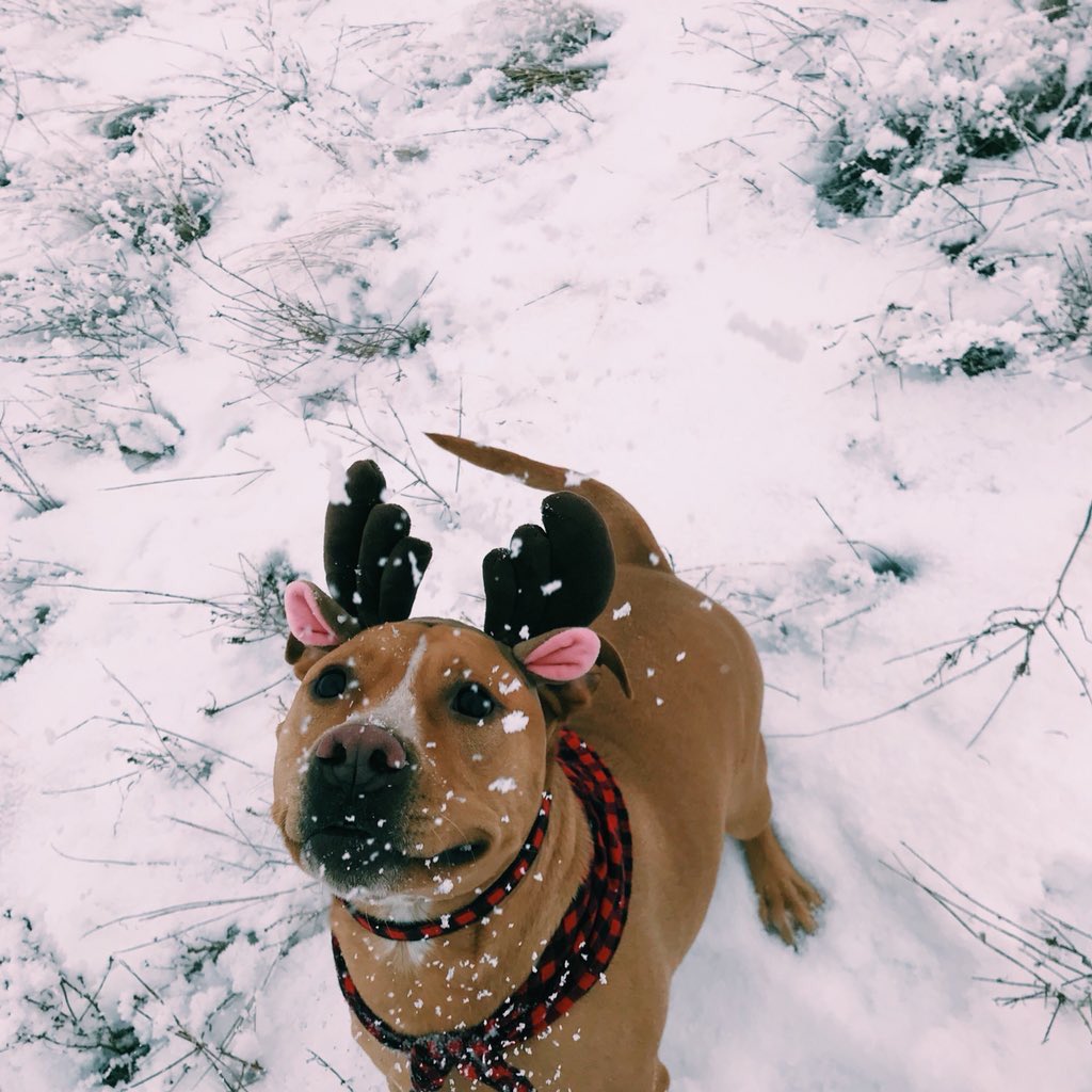pitbulIpics tweet picture