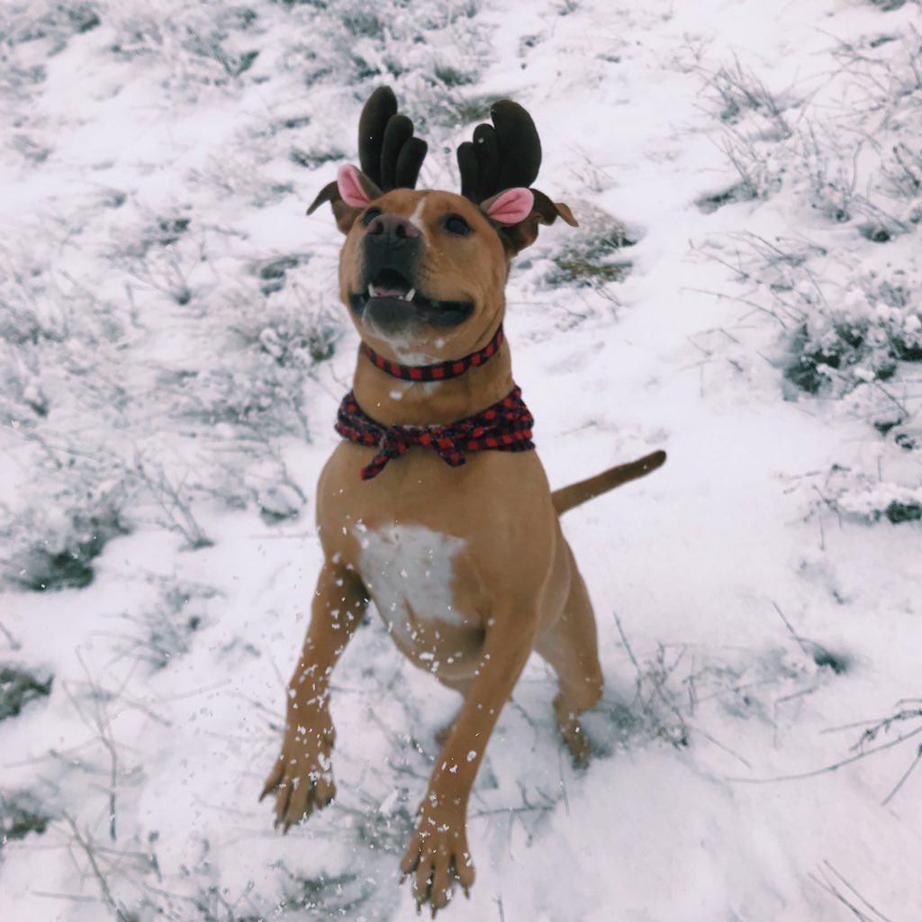 pitbulIpics tweet picture
