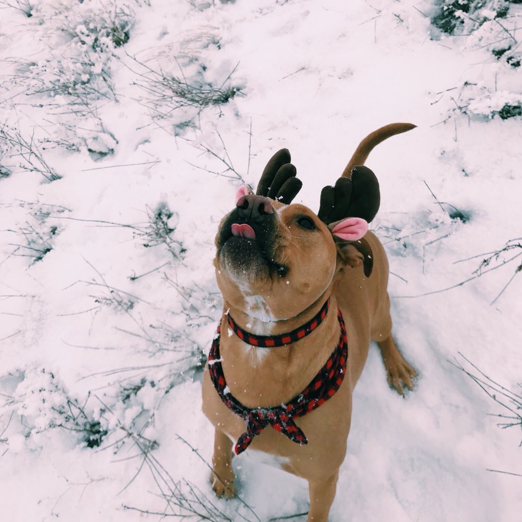 pitbulIpics tweet picture