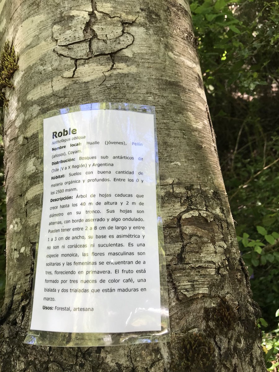 AquaV7_42's tweet photo. @termashuife @InPucon @Clausolar @mostroabisal @Pucon_Sello_S #cierre #tranquera #sustentable @inpucon #Arbol #Roble #Pellin #Saludos Don Alejandro #Artesano #DestinoSustentable @mostroabisal @Clausolar @Pucon_Sello_S @AquaV7_42 #Pucon #Chile https://t.co/hGY6Hv0VKy