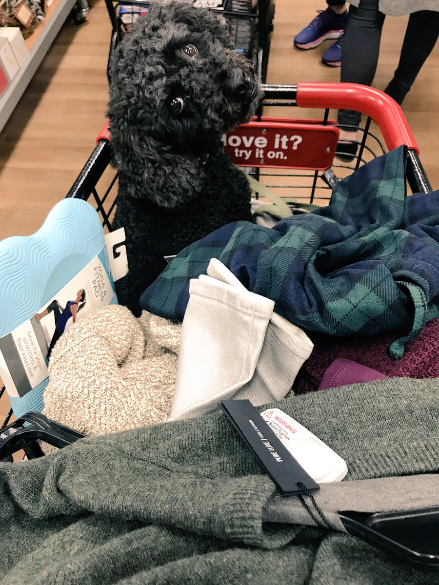 ELynn511's tweet photo. #LarryDavid loves shopping at @tjmaxx #pupswhoshop #holidayshopping #thoseeyestho #rescuepup #theprince https://t.co/SwUcF2fmyj