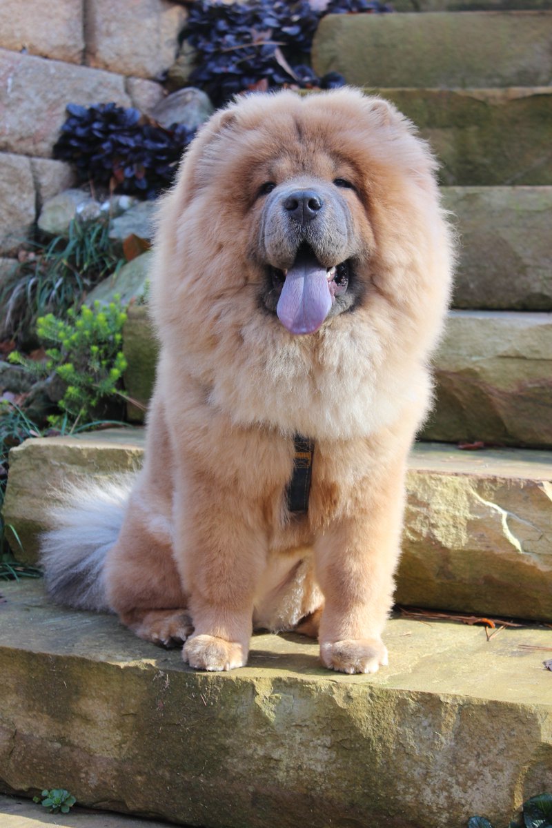 chow chow running