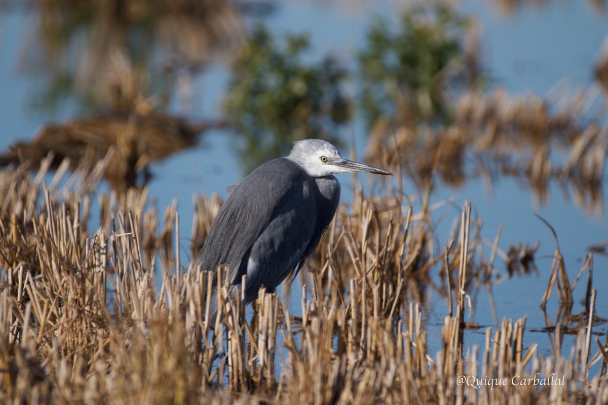 OcellsBCN's tweet photo. 17.12.2017
Híbrid de martinet dels esculls i martinet blanc (Egretta gularis x garzetta).
Arrossars del Poblenou del Delta #DeltadelEbre
Aquest exemplar porta per la zona des de 2006
@RarebirdsCat  @HumedalesDelta @rarebirdspain 
#ocells #birds #aves #rarebirds https://t.co/TuSRKXB1bA