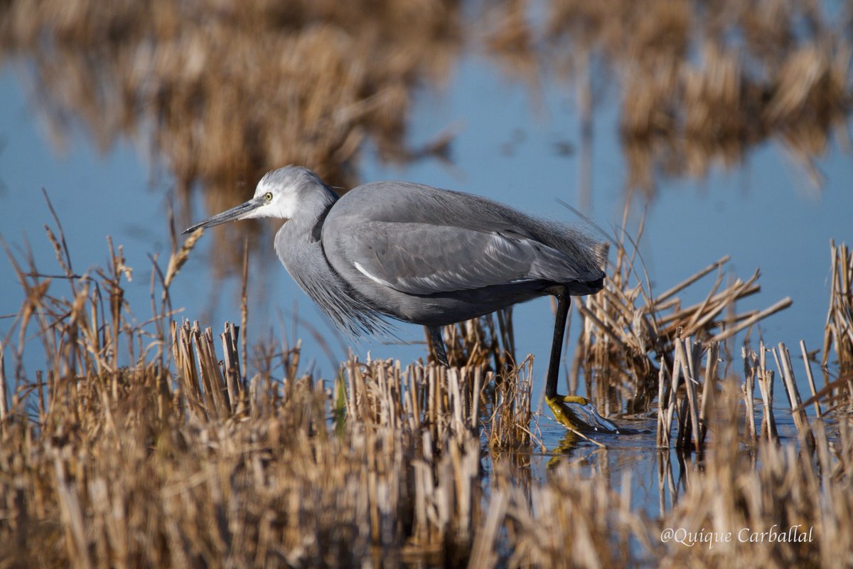 17.12.2017
Híbrid de martinet dels esculls i martinet blanc (Egretta gularis x garzetta).
Arrossars del Poblenou del Delta #DeltadelEbre
Aquest exemplar porta per la zona des de 2006
<a href="/RarebirdsCat/">Rarebirds Catalunya</a>  <a href="/HumedalesDelta/">Humedales Delta Ebro</a> @rarebirdspain 
#ocells #birds #aves #rarebirds