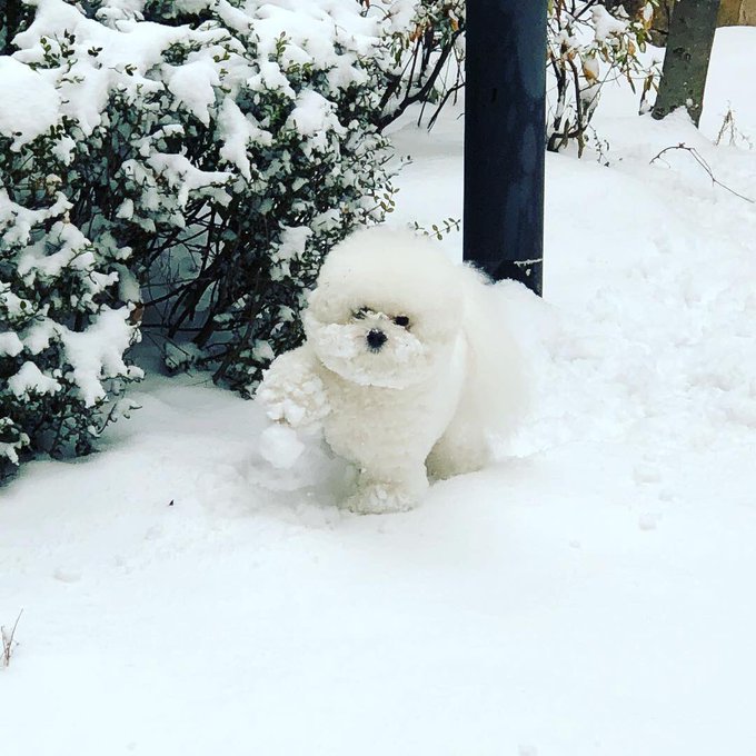 パクソジュン愛犬