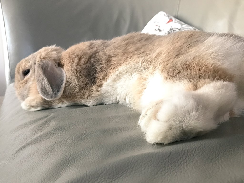 もっふもふ🐰

冬毛最高(*´ω`*)