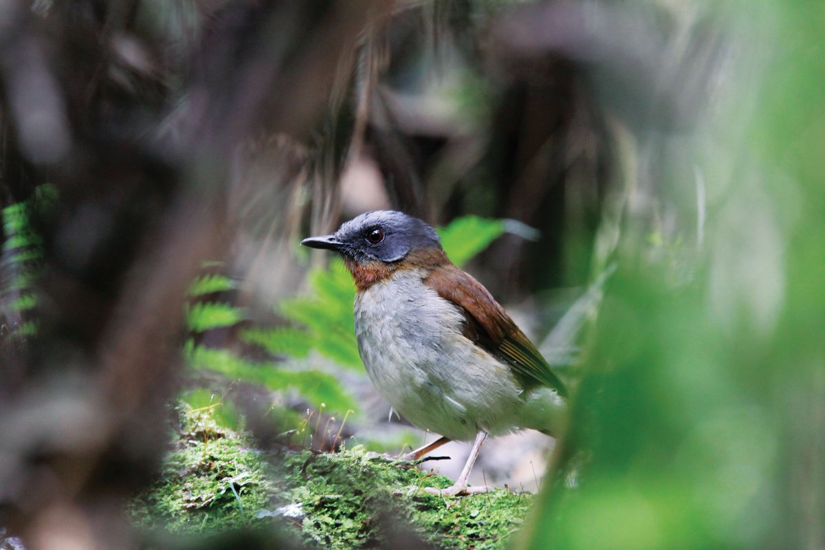 NyungwePark's tweet photo. #Nyungwe counts over 300 species of birds &amp; one of the best birding destinations in Rwanda with 27endemic species in AR. The red-throated alethe (Pseudalethe poliophrys) is native 2 the Albertine Rift montane forests. Its natural habitat is subtropical or tropical montane forests https://t.co/8TkpLQ88aT