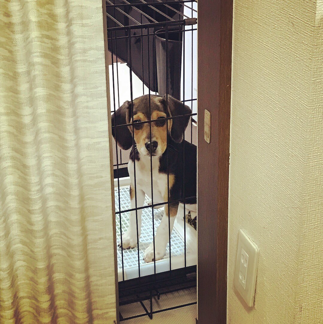 DaigorowErio's tweet photo. なんか面白い写真撮れた🐶
#犬 #子犬 #ビーグル #視線を感じる
#こっち見んな #瞑想 #あぐらかく犬 https://t.co/aXYm5sUg4T