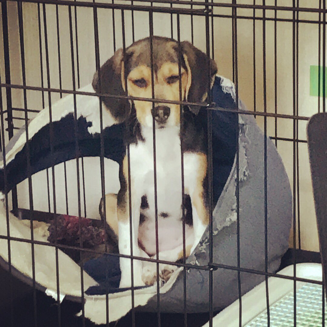 DaigorowErio's tweet photo. なんか面白い写真撮れた🐶
#犬 #子犬 #ビーグル #視線を感じる
#こっち見んな #瞑想 #あぐらかく犬 https://t.co/aXYm5sUg4T