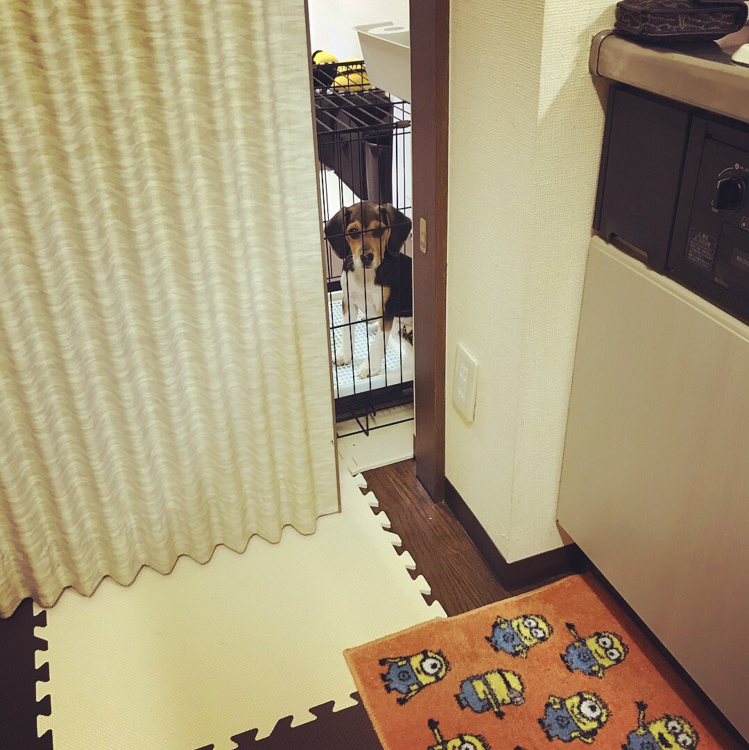 DaigorowErio's tweet photo. なんか面白い写真撮れた🐶
#犬 #子犬 #ビーグル #視線を感じる
#こっち見んな #瞑想 #あぐらかく犬 https://t.co/aXYm5sUg4T