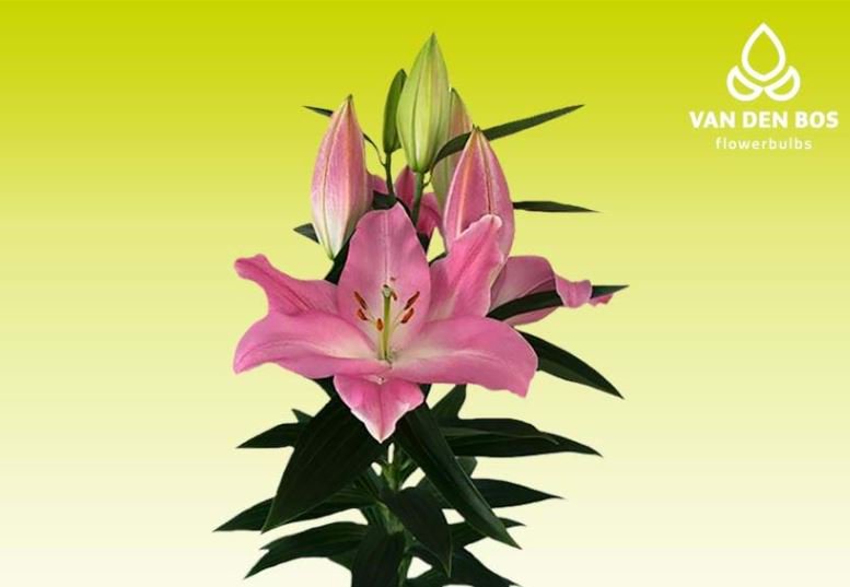 Check out our hot pink O.T. Colet! This variety has big buds and a high bud count. The stem is strong and Colet keeps its color during the summer.