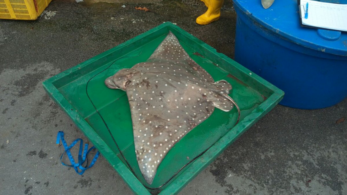 Gumal's tweet photo. Upcoming Holidays and New Year's #Resolutions. #StopEatingWildlife as #WildlifeNotExotic food; Stop #PlasticBag use & #EducateToSave @Seasaver @TheWCS @SkyOceanRescue @Seasaver 🎄🐸🐠🐟🐬🐳🐾🐅🐒 https://t.co/KByCF0Qj51