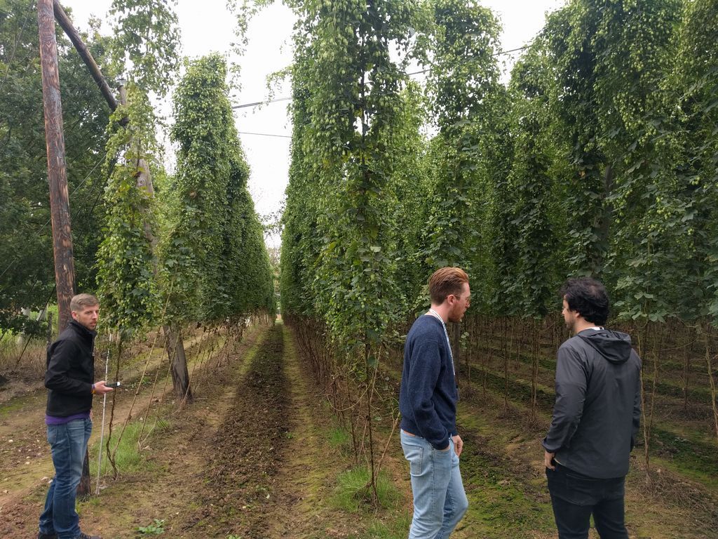 CrumbsMag's tweet photo. You like your beer?

You know what wet-hopped beer is then right? 

It's ok, we didn't either. Turns out it's quite the specialty. 

https://t.co/EFF1UIDFMs https://t.co/dfoUWFGLVh