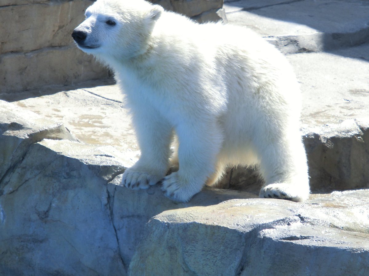 上野のシャンシャン（香香）も可愛いけど札幌、円山動物園のリラも可愛いでしょ♪2015年撮影