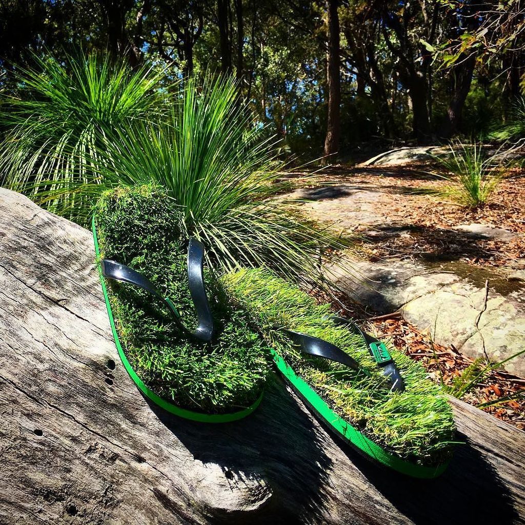 felixfsantistev's tweet photo. RT https://t.co/ElD3zfZ7sL @kusashoes_ #aussie. #walk #nature #grass #naturephotography #photo #bushwalk #bush #grasstree. https://t.co/4IXg5fUn4H #kusashoes_, #flipflops, #summer, #fun, #gift, … https://t.co/UhxXZBtwz0