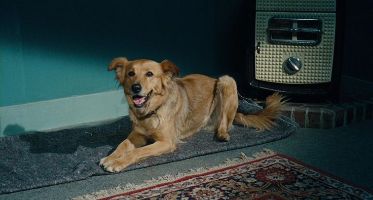 아키 카우리스마키의 영화를 처음 봤는데, 그는 아마도 강아지를 좋아하는 것 같다. <르 아브르>에서 막스가 키우는 라이카Translate post