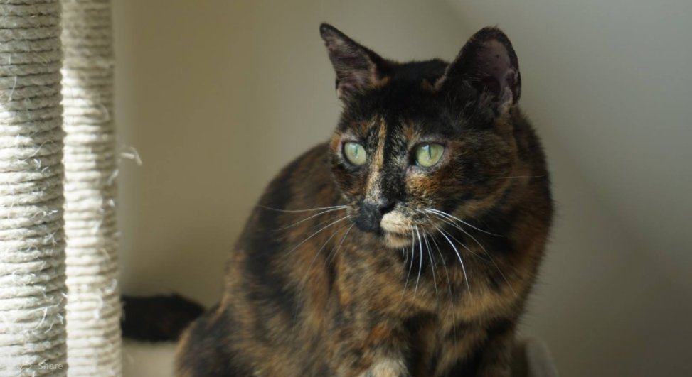 ¿Eso que asoma por ahí es un humano? 
Pandora no pierde la esperanza de encontrar a su alguien especial, esa familia que la quiera, le de paciencia y no la abandone más. 
¿Nos ayudas a encontrar a sus futuros adoptantes? Ellos no lo saben aún, pero es su gata ideal!
#gatos