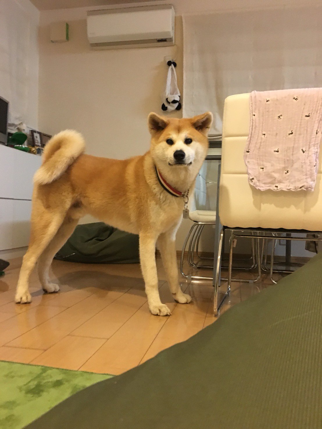 秋田犬あさり おならをした直後の秋田犬 W 音が大きくて びっくりしてる 笑 大型犬あるある T Co Zrn1y4noch Twitter