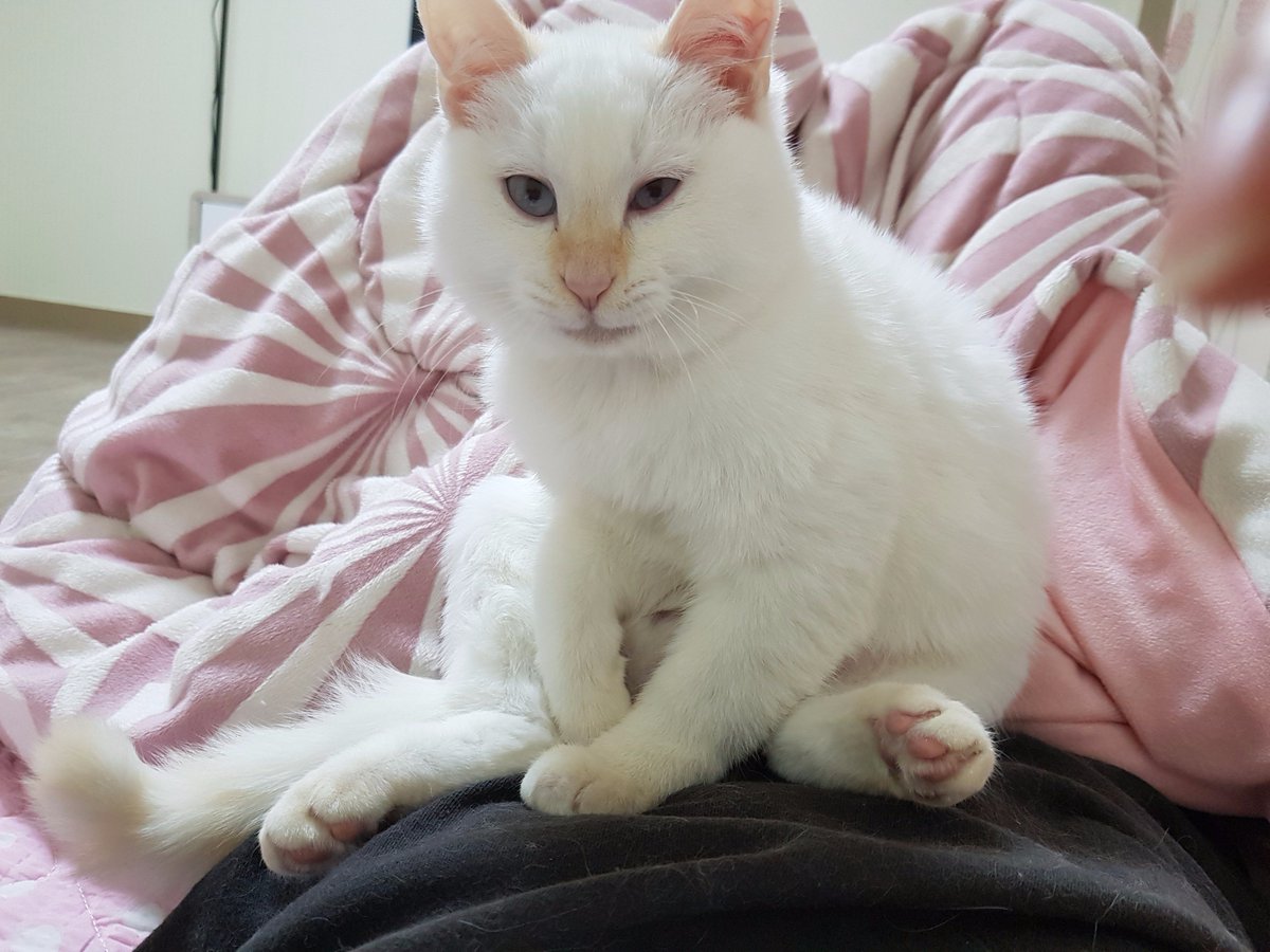 dddee3396's tweet photo. #ねこの写真ヘタクソ選手権

남희석씨? 내배에서 뭐해요.. https://t.co/oS33WF53hX