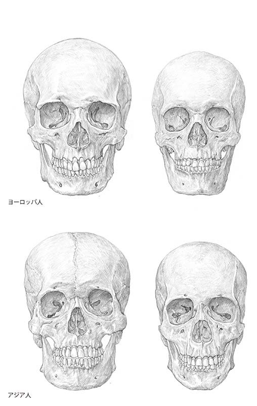 美術解剖図説　オックスフォード Amazon.co.jp: オックスフォード美術解剖図説 : スティーブン R