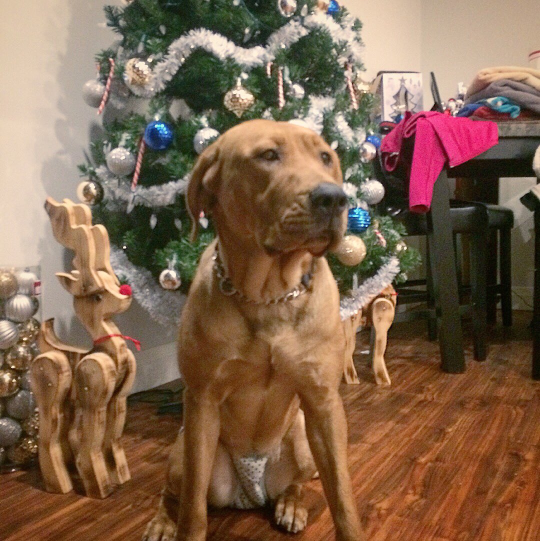 Bars On Twitter Nuggets 1st Christmas First Heat