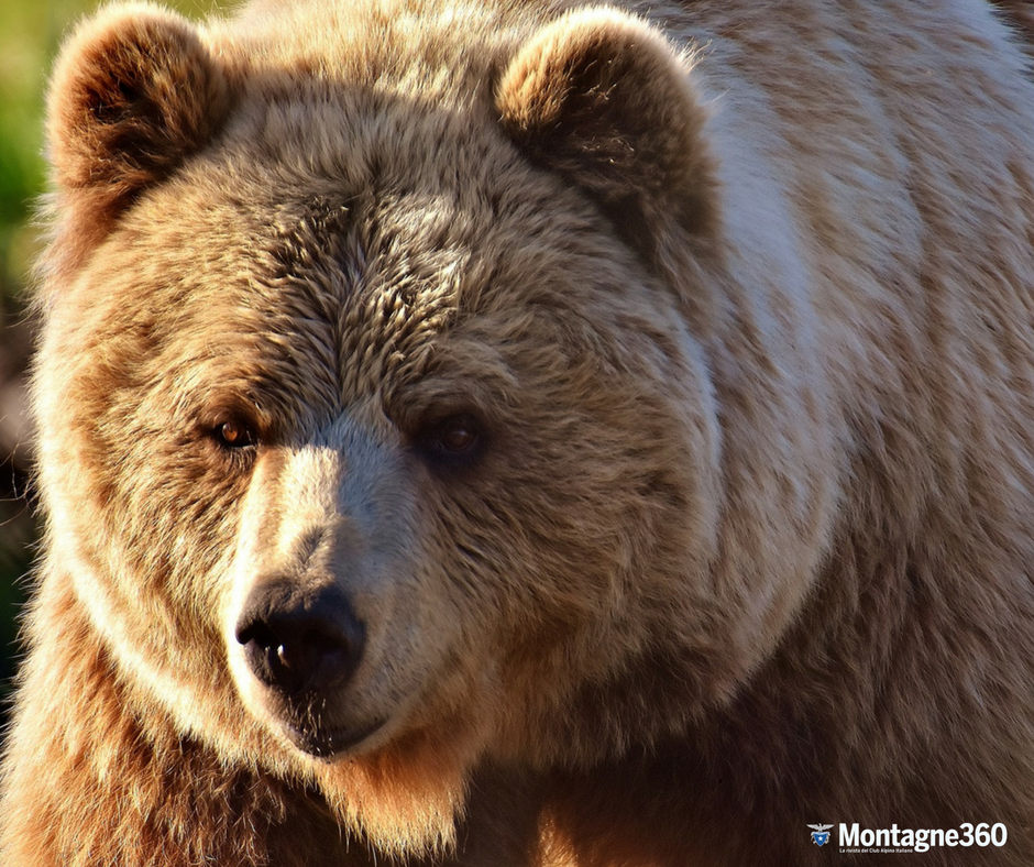 loscarponecai's tweet photo. 🐻  #Montagne360 /
GRANDI CARNIVORI
"Le testimonianze di chi opera sul territorio sanciscono un dato importante: la convivenza con l'orso è possibile, anche se diversa rispetto al passato e probabilmente più faticosa". 
Ne abbiamo parlato sul numero di dicembre 2017. https://t.co/JMlvIyuGdK
