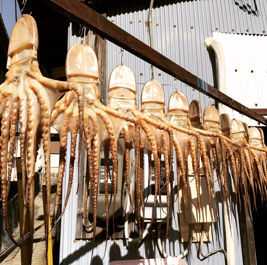 酒徒 しゅと 日間賀島 の夜は 昨年同様 島で唯一のスナック オクトパスで ママさんと石川さゆりを熱唱することで締めくくられた 翌朝 二日酔いで島を散策していると タコの干物を発見 即座に買い求めたことは言うまでもない