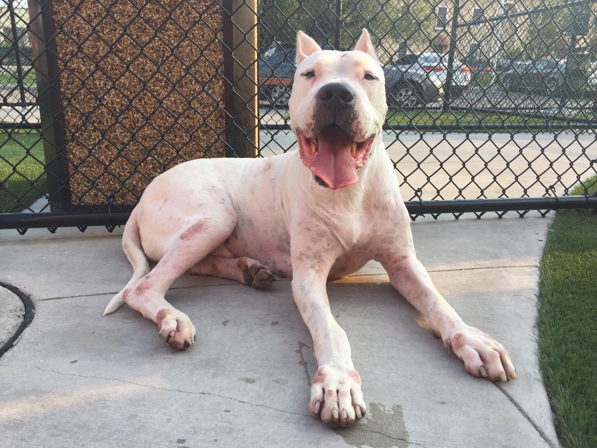 DC Dogos tweet media