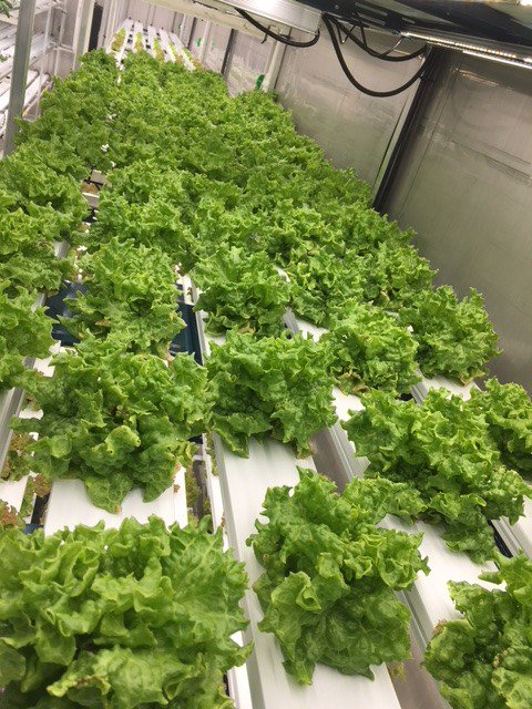 ChurchillNSC's tweet photo. Monday Morning Lettuce! #churchillgrowcer #rocketlettuce #hydroponic #foodsecurity https://t.co/Ah41f3va99
