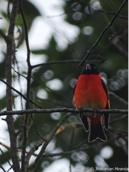 Orgullo venezolano a punto de extinguirse ¡Aunque no lo creas! el #cardenalito es una de las aves más famosas en el mundo entero. Extrañamente, la mayoría de los venezolanos lo desconoce. Lo importante es que nunca es tarde para aprender. Aprende más en cardenalito.org.ve