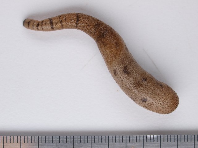 CBGCollections's tweet photo. Peanut worms were once so plentiful in Singapore that they were collected and used as duck feed. #Canada150 #Biodiversity150 #peanut #worm #peanutworm #biodiversity #DNAbarcoding Read more here -> https://t.co/ZgucITQQDa https://t.co/VQMafK5WFA
