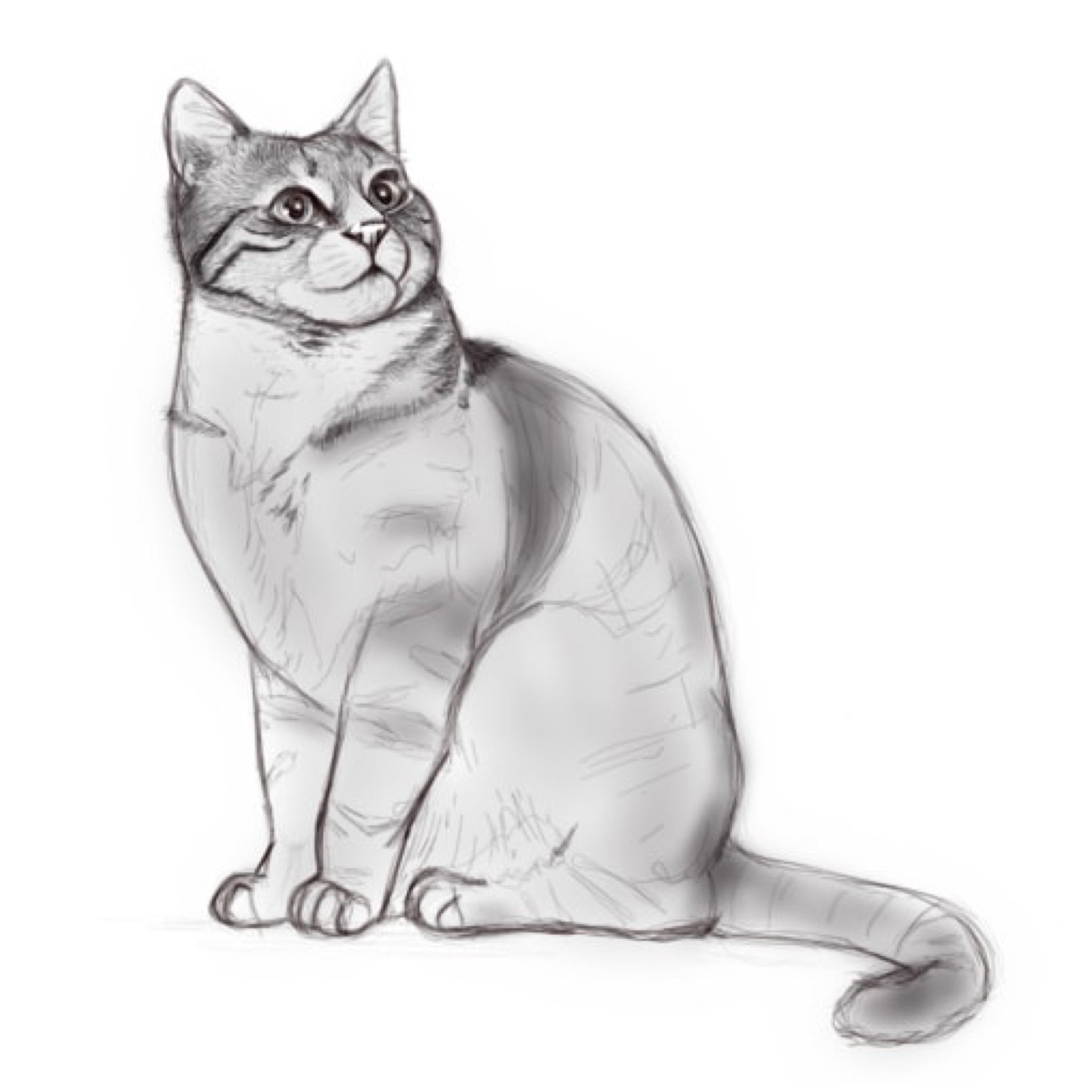 Dessindigo Twitterissa Dessin D Un Chat Retrouvez Tous Les Autres Dessins Sur T Co Qkmolupvzx Dessin Apprendreadessiner Art Chat Dessins Coursdedessin Illustration Drawing Draw T Co Iywuqfalh8 Dessindigo Twitterissa Dessin D Un Chat Retrouvez Tous Les Autres Dessins Sur T Co Qkmolupvzx Dessin Apprendreadessiner Art Chat Dessins Coursdedessin Illustration Drawing Draw T Co Iywuqfalh8