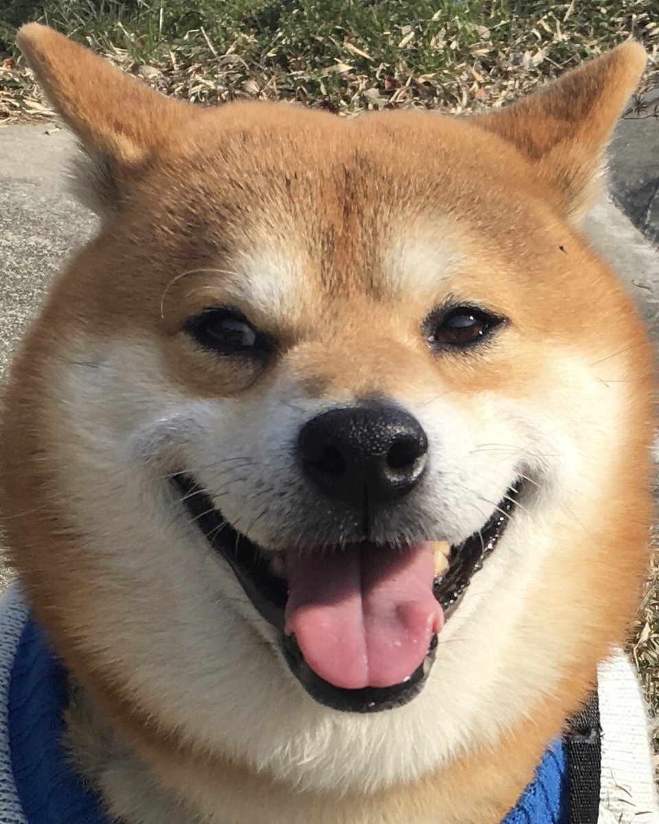 柴犬べりやん على تويتر だいぶ前の実家の散歩コース 飛行機耳 柴犬 べりやん Shibainu Berry