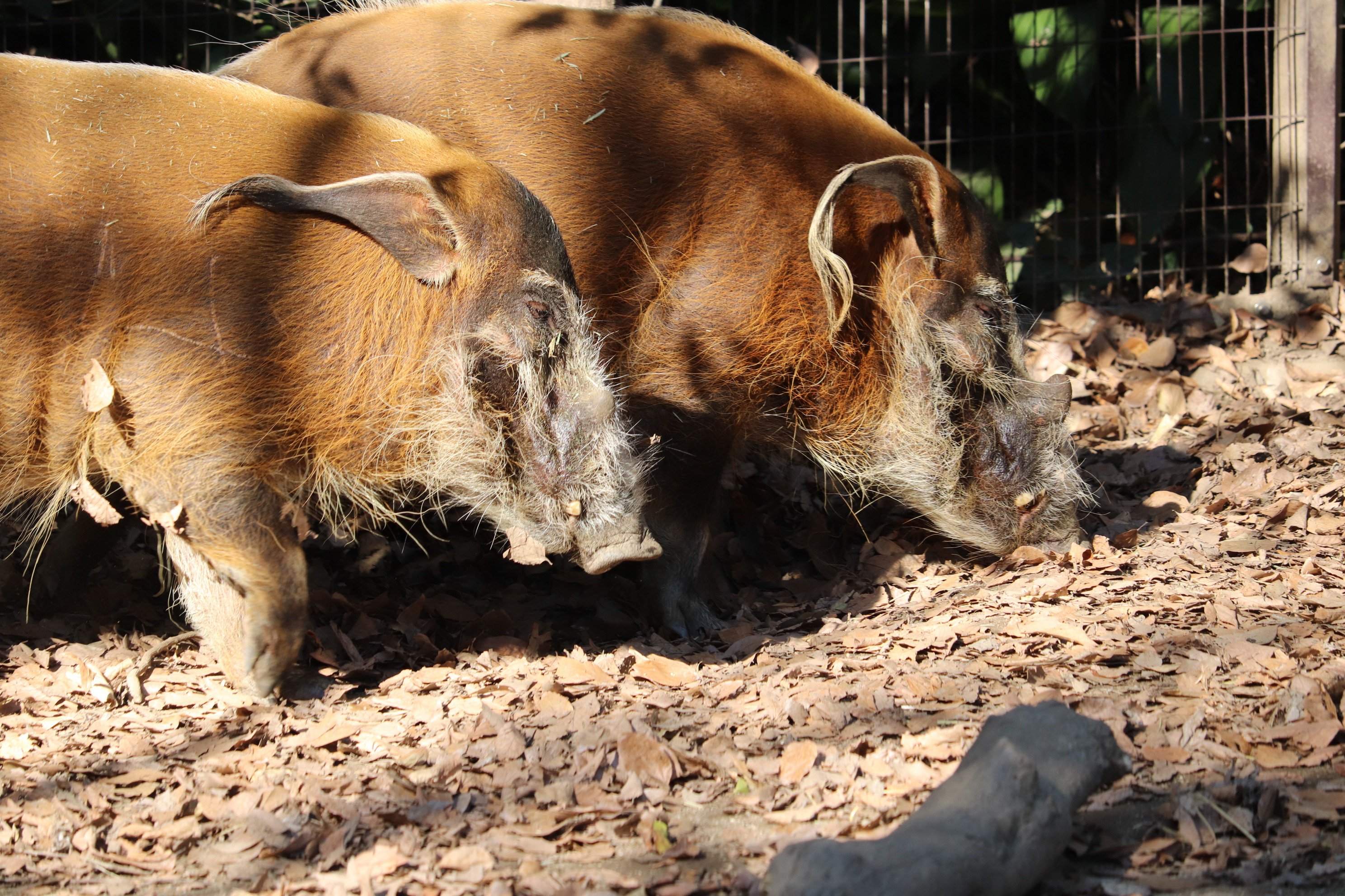 توییتر かんなづき Japanesesquirrel در توییتر よこはま動物園ズーラシア アカカワイノシシ 耳と鼻は分かるが目はどこ T Co Ap1dj4lked