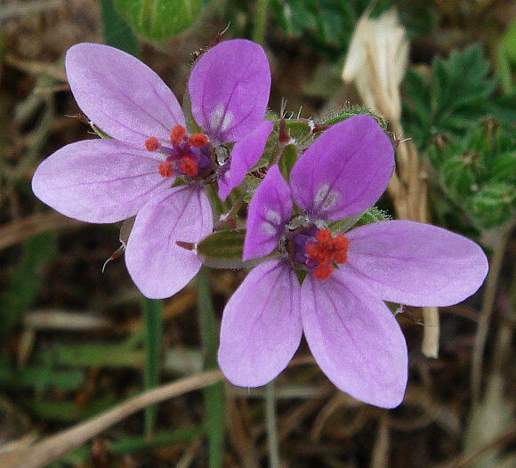 Calleenscrafts's tweet photo. Ruled by the #Planets #Venus and mercury #Storksbill is associated with the element of #water. It’s #magical uses include Fertility, Love, Health, #Protection happiness healing joy #happiness prosperity & #fertility. #herbgrimoire https://t.co/YWyaNowArI