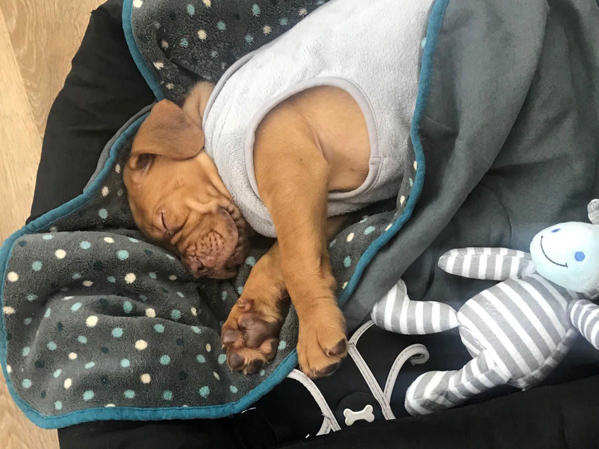 Gfinity's tweet photo. This little chap joined the Gfinity family today, but sadly he doesn't have a name yet! 🐶

Send in your suggestions and we'll poll the top 4 later today. https://t.co/Zs8gOHlp6I