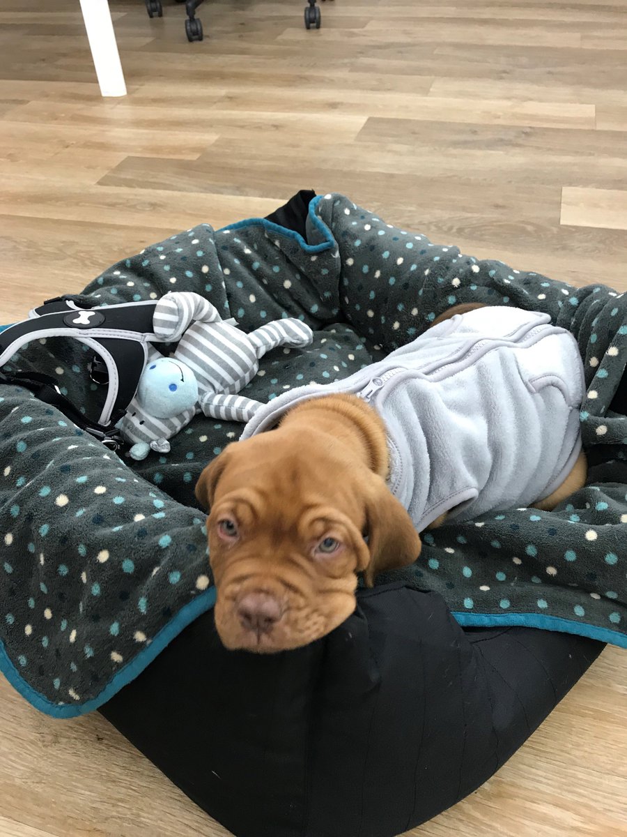 Gfinity's tweet photo. This little chap joined the Gfinity family today, but sadly he doesn't have a name yet! 🐶

Send in your suggestions and we'll poll the top 4 later today. https://t.co/Zs8gOHlp6I
