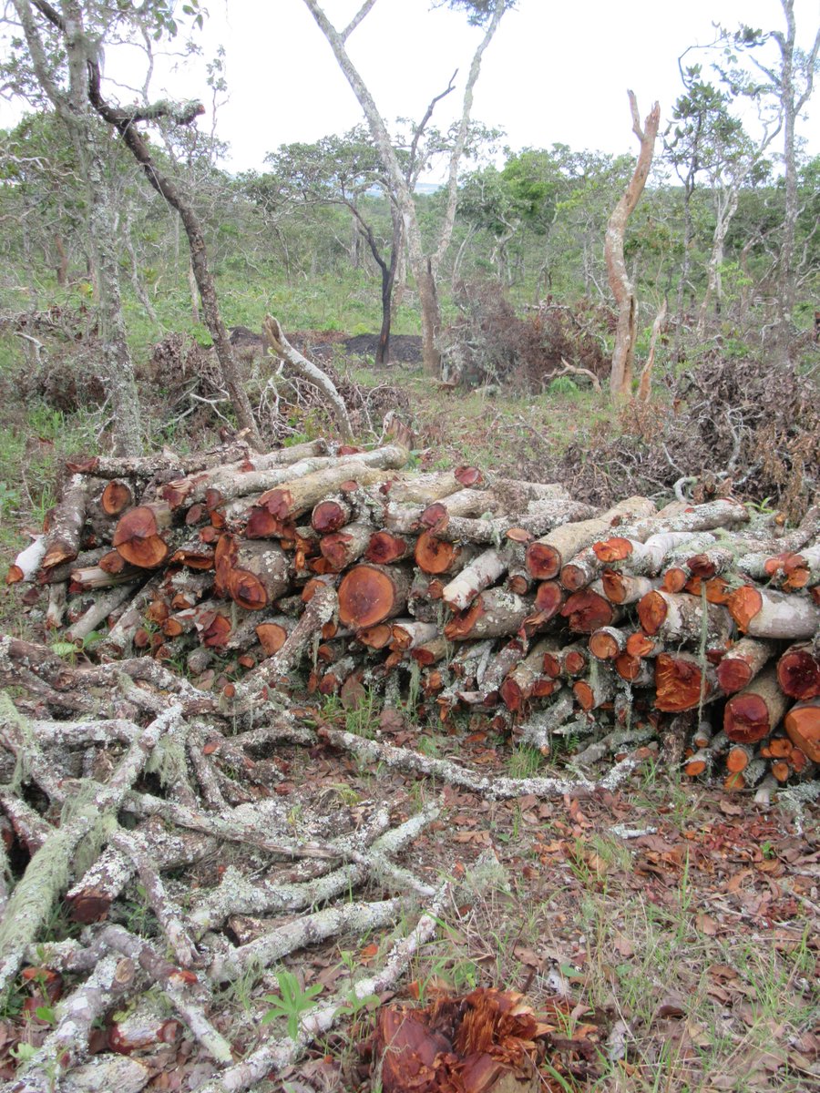 MalawiREDD's tweet photo. Malawian officials traveled to the Perekezi Forest Reserve near Mzimba last week to address the ecological assault imposed by illegal charcoal producers.  The time to fight land degradation and deforestation has come. https://t.co/4K5ItB60Re