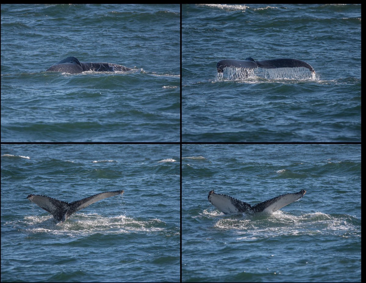 CobaltPost's tweet photo. RT @GrantonGranton: RT @gothamwhale: #MyMentalHealthIn5Words We #love watching humpback #whales  Photos @GSBImagesMBusch @ackerman_celia @GrantonGranton &amp; M Unold @RealSaltLife @OCEARCH @linds4fins @ChrisOCEARCH @ChewytheSeal @Mousefan98 @MooDogPress @Ka… https://t.co/yPst8OraUH