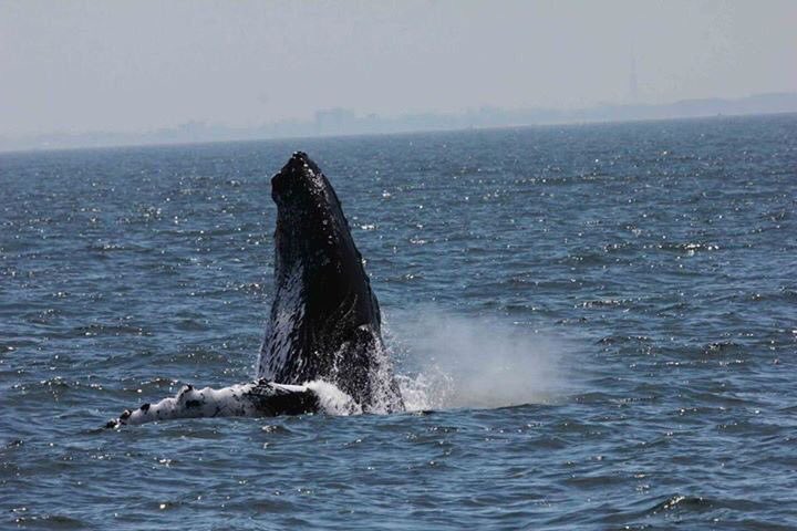 CobaltPost's tweet photo. RT @GrantonGranton: RT @gothamwhale: #MyMentalHealthIn5Words We #love watching humpback #whales  Photos @GSBImagesMBusch @ackerman_celia @GrantonGranton &amp; M Unold @RealSaltLife @OCEARCH @linds4fins @ChrisOCEARCH @ChewytheSeal @Mousefan98 @MooDogPress @Ka… https://t.co/yPst8OraUH