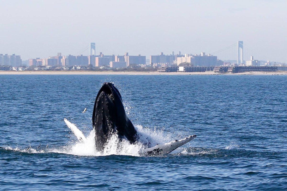 CobaltPost's tweet photo. RT @GrantonGranton: RT @gothamwhale: #MyMentalHealthIn5Words We #love watching humpback #whales  Photos @GSBImagesMBusch @ackerman_celia @GrantonGranton &amp; M Unold @RealSaltLife @OCEARCH @linds4fins @ChrisOCEARCH @ChewytheSeal @Mousefan98 @MooDogPress @Ka… https://t.co/yPst8OraUH