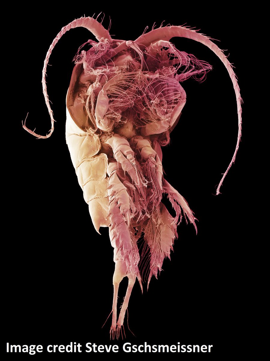 Temora stylifera is a coastal copepod, easy to identify due to their long caudal rami (tail end) and somewhat coffin shaped body. By beating their antennae and maxillipeds, they propel themselves through the water #yearofplankton