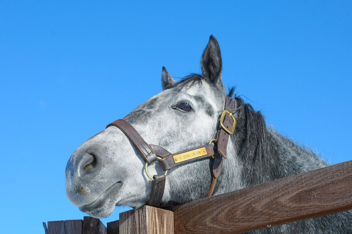 最高のイラスト画像 ベストエイシン ヒカリ かわいい