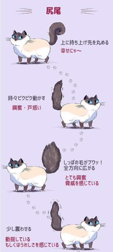 safe コージ イベ重ね寝不足 En Twitter ネコの尻尾 人間への動きに関する資料 意外と分からなかった部分も浮き彫りに safe コージ イベ重ね寝不足 En Twitter ネコの尻尾 人間への動きに関する資料 意外と分からなかった部分も浮き彫りに