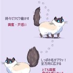 これでばっちり理解できちゃう？w猫の気持ちを画像でわかりやすくご紹介!