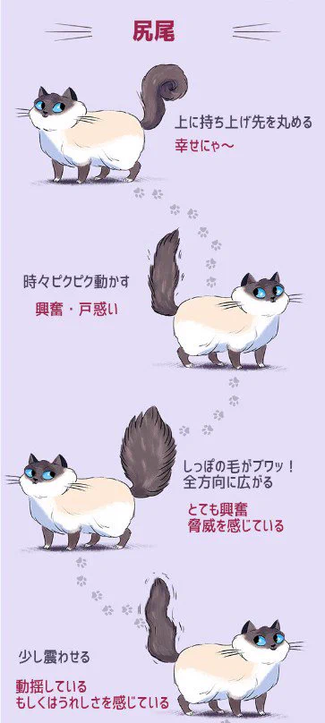 これでばっちり理解できちゃう？ww猫の気持ちを画像でわかりやすくご紹介！