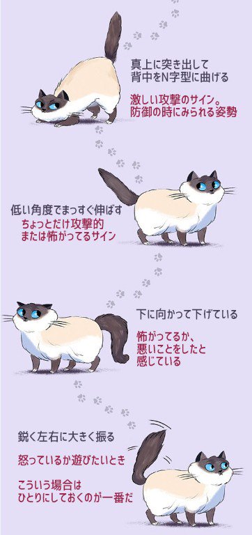 safe コージ イベ重ね寝不足 En Twitter ネコの尻尾 人間への動きに関する資料 意外と分からなかった部分も浮き彫りに safe コージ イベ重ね寝不足 En Twitter ネコの尻尾 人間への動きに関する資料 意外と分からなかった部分も浮き彫りに