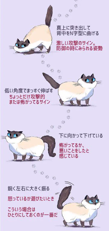 これでばっちり理解できちゃう？ww猫の気持ちを画像でわかりやすくご紹介！